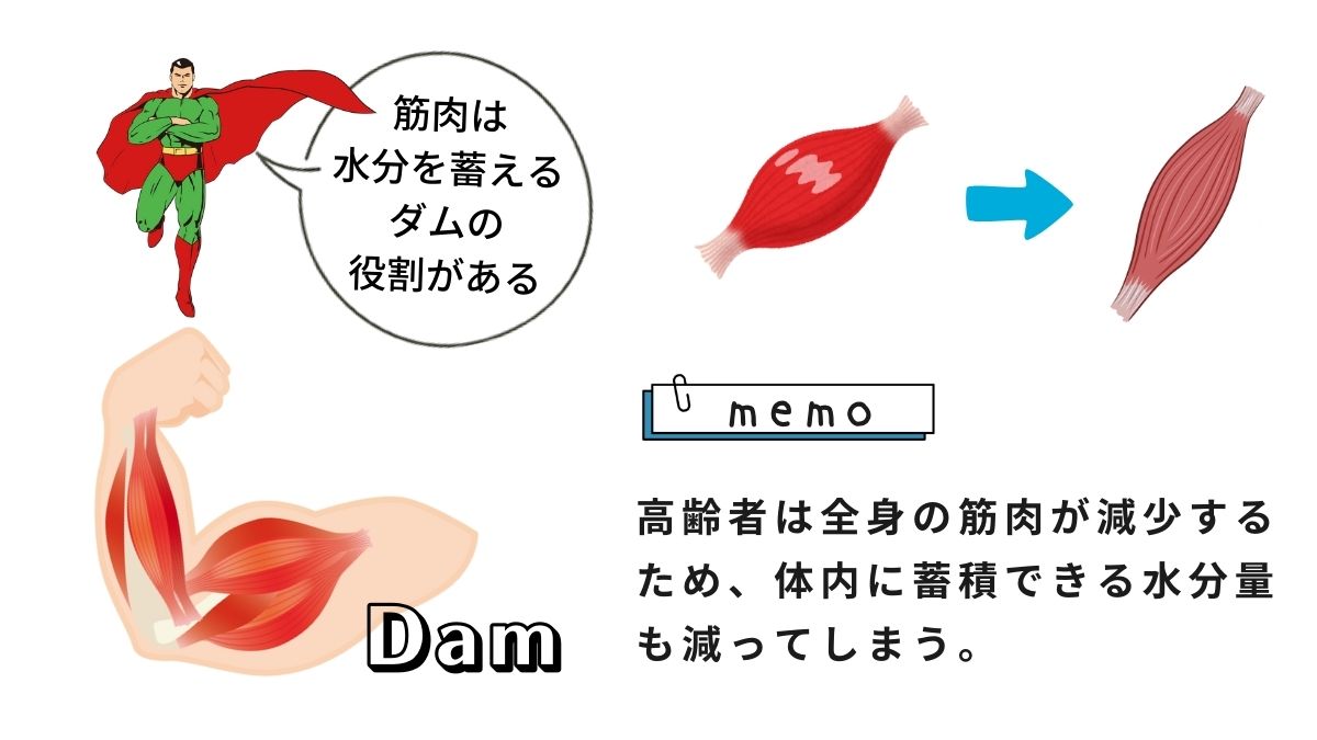 高齢者は全身の筋肉が減少するため、体内に蓄積できる水分量も減ってしまいます。