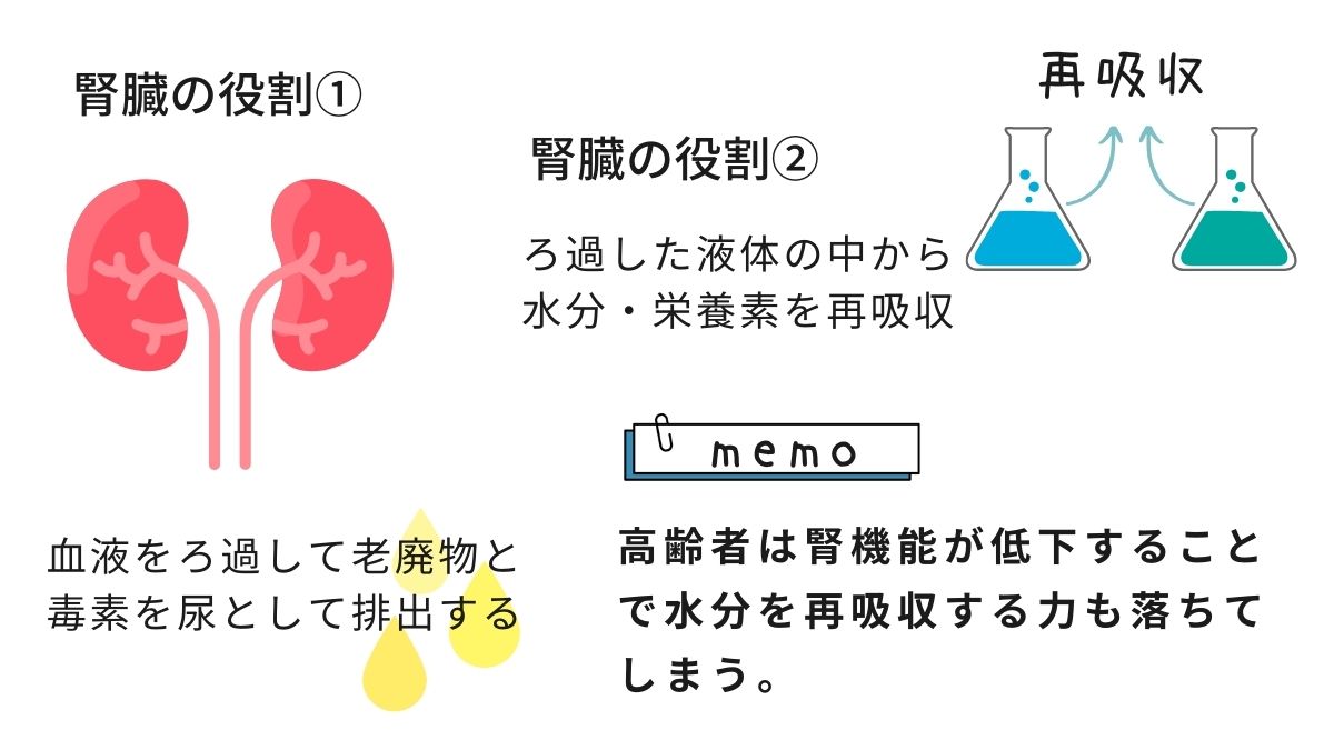 高齢者は腎機能が低下することで、水分を再吸収する力も落ちてしまいます。