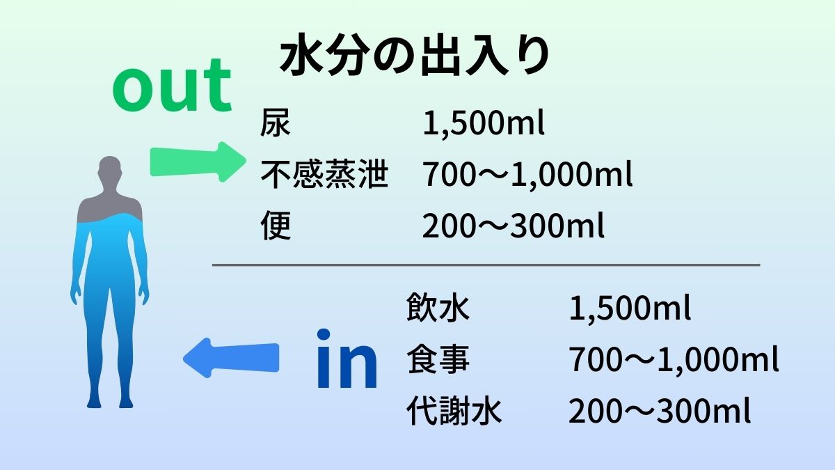 体外に排泄される水分の内訳は尿が1,500ml、不感蒸泄が700～1,000ml、便が200～300mlになる。