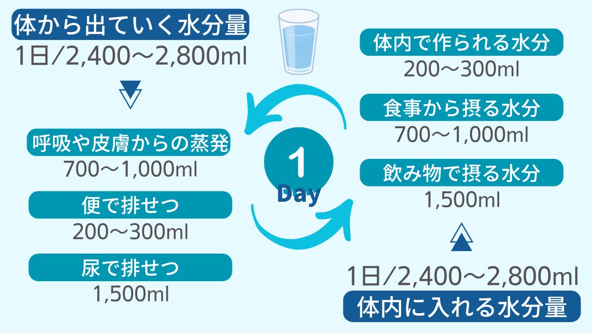 1日に体内から出ていく水分量は2,400～2,800ml。内訳は皮膚からの蒸発が700～1,000ml、便に含まれる水分200～300ml、尿が1,500ml。1日に体内へ取り入れるべき水分量は飲み物で1,500ml、食事から700～1,000ml、体内で作られる水分の代謝水が200～300ml。